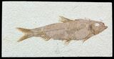 Detailed, Knightia Fossil Fish - Wyoming #57102-1